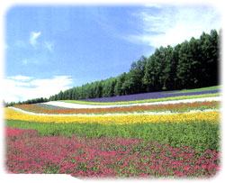 富良野富田ファームのラベンダー