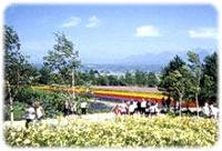 ファーム富田(富良野)